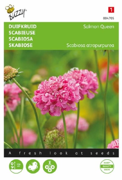 ružová scabiosa, hlaváč, ružové kvety, semená kvetov, nádherné kvety